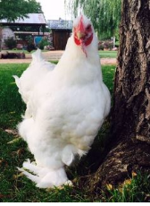 white chicken